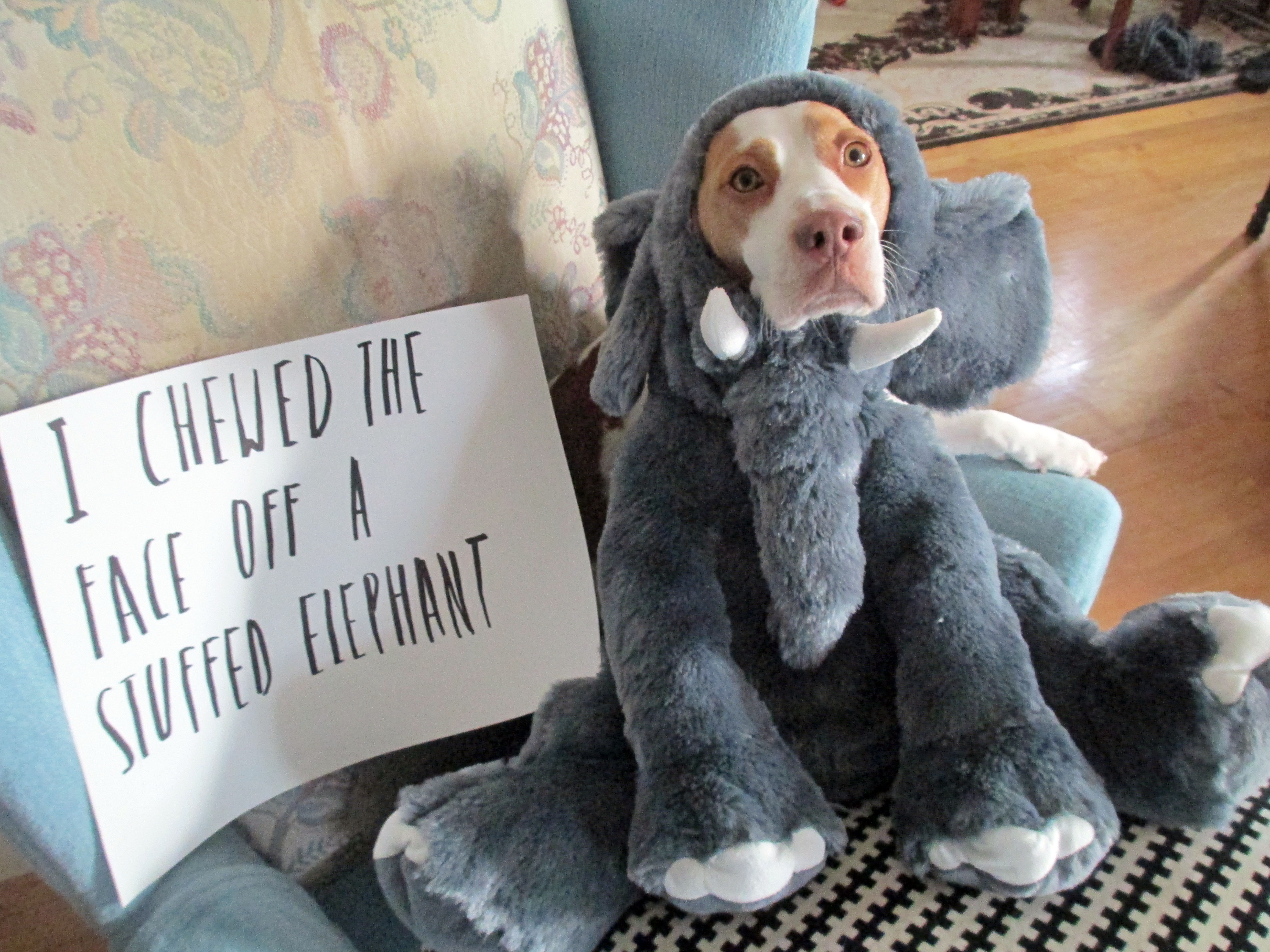 MaymoElephan0005DogShaming